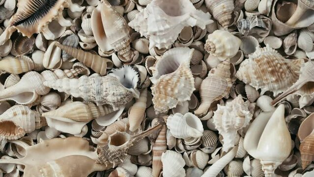 Seashells on the coast. Cockleshells. Background of shells rotating. Summertime, vacation, travel, tourism concept - seashell lie on beach. Loop motion, flat lay, top view, slow motion