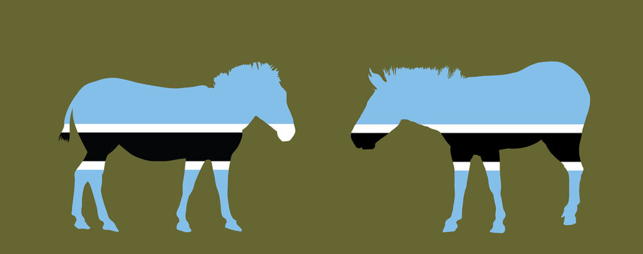 Botswana flag over zebra vector silhouette illustration isolated on background. High detailed. Country in Africa, South Africa territory state. Botswana flag over wild national animal symbol.