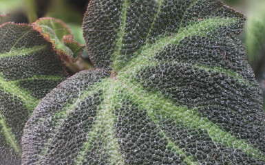 De cerca puede ser mejor (Begonia solimutata)