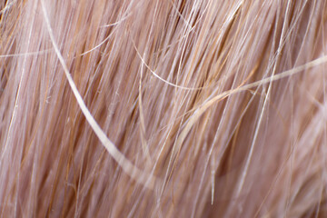 Blond hair, macro human shiny bleached hair textured with highlight close-up