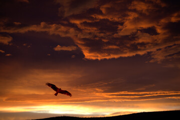 Fototapeta na wymiar Bird soars beneath orange-colored clouds