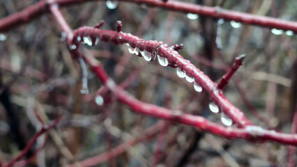 Curved wet branches of a bush. Autumn cloudy day, wide growing bush without leaves with long curved brown branches. Frozen drops of water hang on the branches.