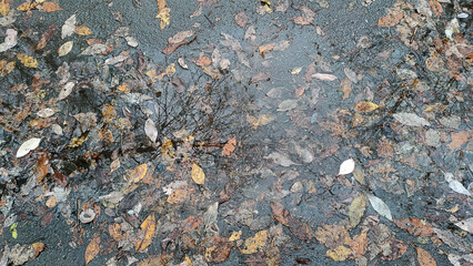Large puddle of water on wet pavement. Asphalt road with a puddle. fallen yellow and brown leaves of trees float in clear water. On the surface of the water there are circles from falling raindrops.