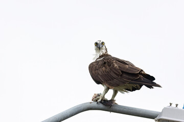 Magnificent Osprey (Pandion haliaetus) on a lamp post eating a fish