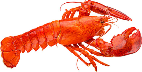 Red lobster isolated