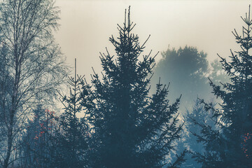Foggy morning in Kashubia - Borek, Poland