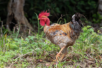 Naklejka na ściany i meble View of a naked neck rooster with beautiful feathers looking for food