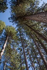 Fototapeta premium vanishing pine trees stand tall reaching for a clear blue sky