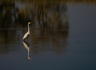 great egret wading in calm water with reflection 