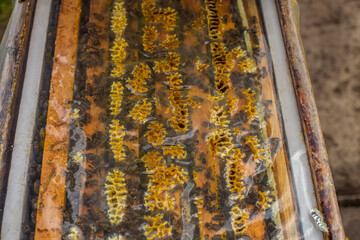 The hive is covered with film. Beeswax and propolis are plastered on a protective film that...