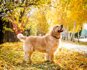 A beautiful shaggy dog with his tongue hanging out stands in the autumn park