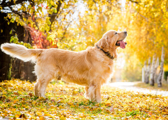 A beautiful shaggy dog with his tongue hanging out stands in the autumn park