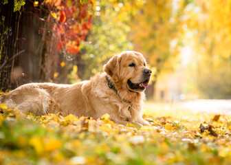 Beautiful shaggy dog lies in the leaves on the background of the autumn park