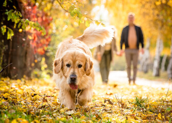 Beautiful shaggy dog walks through the leaves in the autumn park