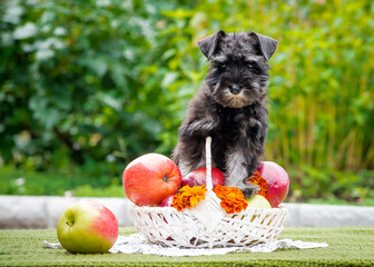 Black dog sits on a beautiful basket with apples