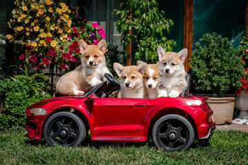 Cute puppies are sitting in a toy red car