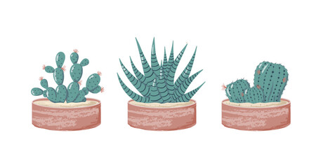 Set of cute succulents in the pots, made in grunge style. Cactus, Haworthia Zebra, Angel Winds isolated on white background.