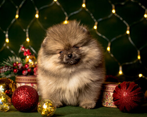 Fluffy puppy sits among christmas decorations against the background of a garland. The breed of the dog is the Pomeranian