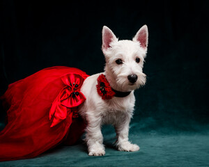 White fluffy dog in a beautiful red dress and with a flower around his neck poses for a photo