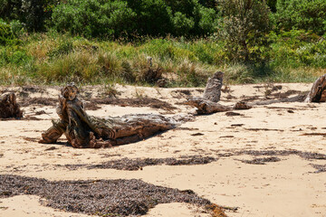 Tracks and Coastal Bushland Overlooking, Bass Strait and The Great Southern Ocean From Flinders In Victoria