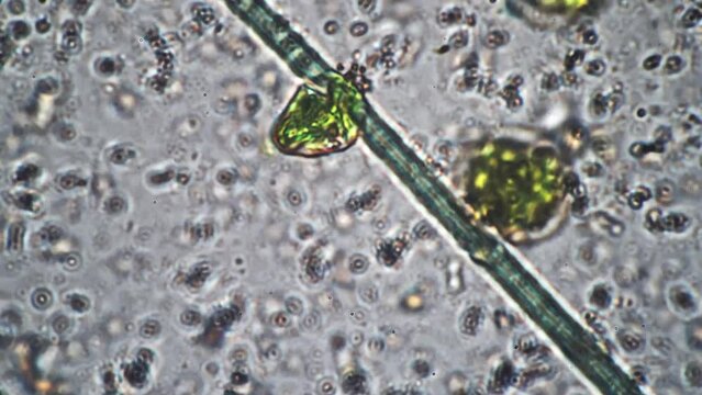 In laboratory biological research under microscope close up large long cells move in special liquid. Scientific studies in field of botany of unicellular simple organisms. New little life forms.