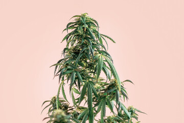 Indoor Cannabis plant, branch of marijuana on a pink background with copy space