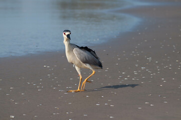 Photograph of a bird on the beach