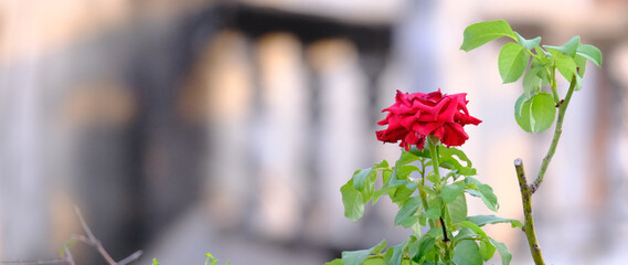 A red rose flower blooming at a park in the morning, Selective focus on flower.