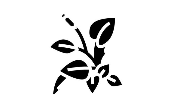 anubia nana glyph icon animation