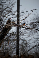 Robin in tree