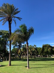 palm trees in the park