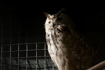 Closeup of a cute Eurasian eagle-owl (Bubo bubo sibiricus) on a branch with dark background