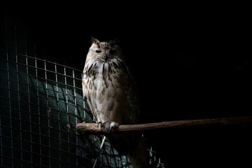 Closeup of a cute Eurasian eagle-owl (Bubo bubo sibiricus) on a branch with dark background