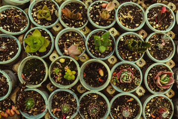 Succulent plants in decorated ceramic pots in a decorated and humid indoor environment.
