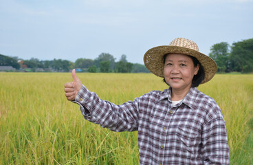 Portrait elderly asian woman standing in yellow rice paddy field, thumbs up, smiling and showing her happiness in her daily life in her farmland, soft and selective focus.