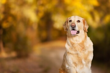 A cute young dog walking in park background