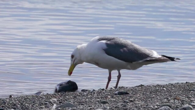 Slaty-backed gulls (Larus schistisagus), most birds fight for prey, fight for fish, rest on the shallows of the Bering sea. Chukotka. Post - nesting nomads, Super slow motion 1000 fps.