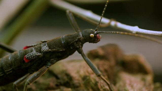 Stick insect Peruphasma schultei on dry wood with green background. High quality 4k footage