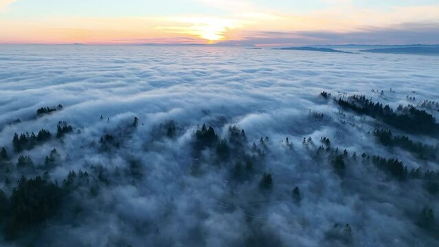 As the sun begins to set, dense fog rolls over cedar and fir trees covering the many hills surrounding Portland, Oregon. Temperate forests thrive in the Pacific Northwest due to the moist climate.
