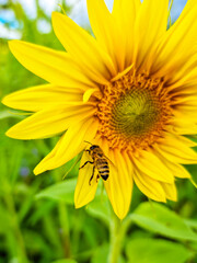 Honey bee pollinating sunflower plant, in summer. Selective focus