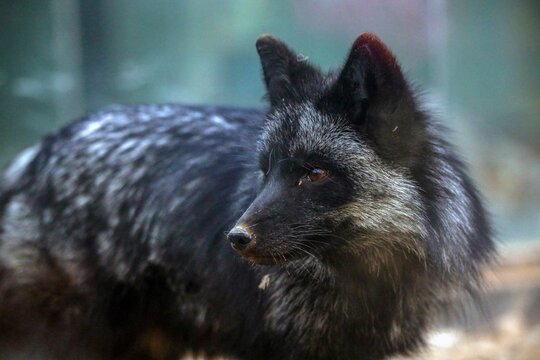 Closeup shot of a silver fox on a blurred background