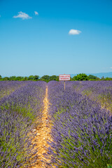 Lavender fields in Plateau de Valensole in Summer. Alpes de Haute Provence, PACA Region, France. French sign means in English: no picking allowed.
