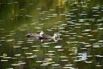 Japan travel tourist attraction 'Sankeien Garden'. Yokohama City, Kanagawa Prefecture, Japan. A Japanese style garden with historical buildings and seasonal flowers on a vast site.