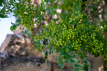 Sweet, delicate, fragrant nuts, Bronte pistachios with brilliant green colour and pistachio tree with unripe nuts