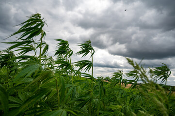 Green background of leaves. Outdoor grow hemp. Cannabis at the beginning of flowering. Young...