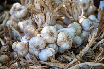New harvest of fresh aromatic violet garlic in Piolenc village, Vaucluse, Provence, France
