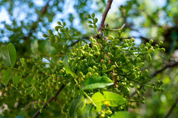 Sweet, delicate, fragrant nuts, Bronte pistachios with brilliant green colour and pistachio tree with unripe nuts