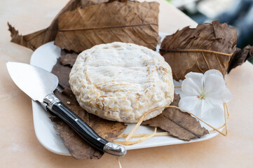 French mountains cheese banon wrapped in chestnut leaves made in Provence from unpasteurised goat milk