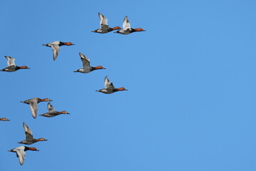 eurasian wigeon in a field