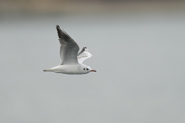 black headed gull in flight